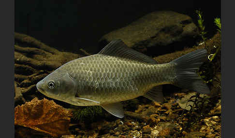 Giebel (Carassius gibelio)