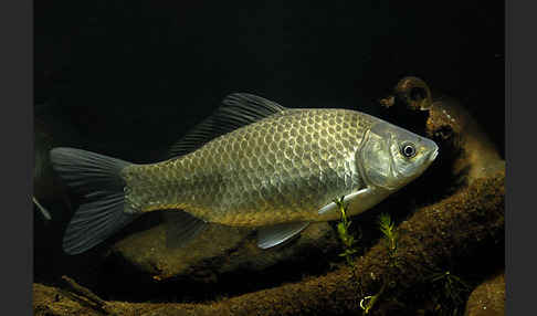 Giebel (Carassius gibelio)