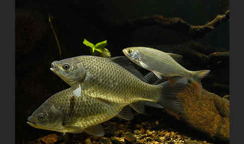 Giebel (Carassius gibelio)