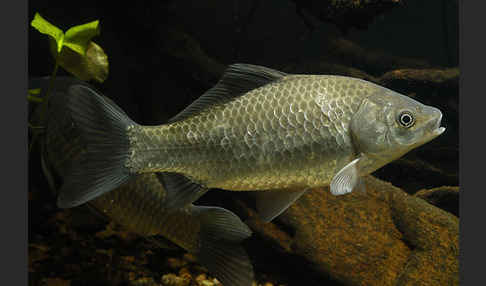 Giebel (Carassius gibelio)