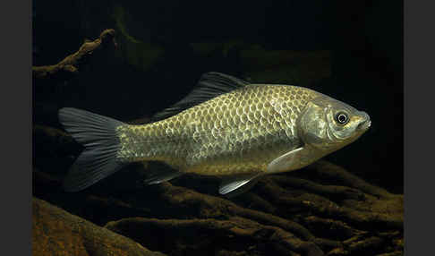 Giebel (Carassius gibelio)