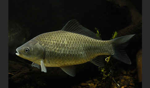 Giebel (Carassius gibelio)