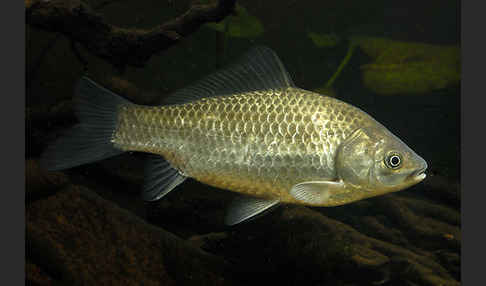 Giebel (Carassius gibelio)