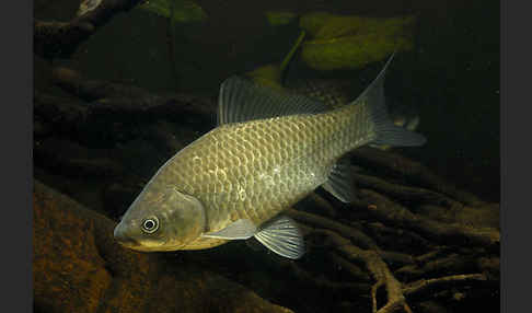 Giebel (Carassius gibelio)