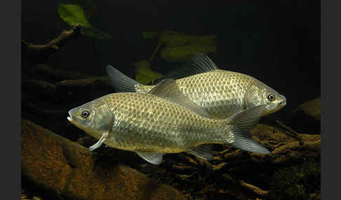 Giebel (Carassius gibelio)