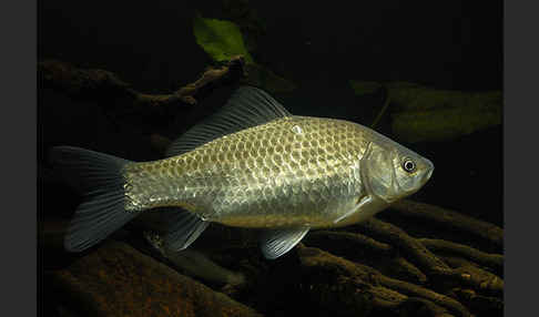 Giebel (Carassius gibelio)