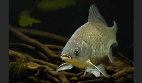 Giebel (Carassius gibelio)