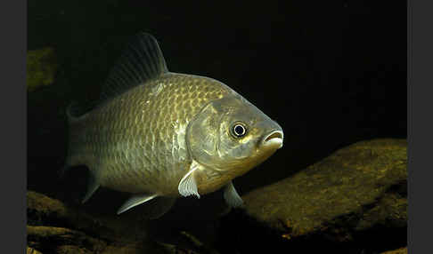 Giebel (Carassius gibelio)