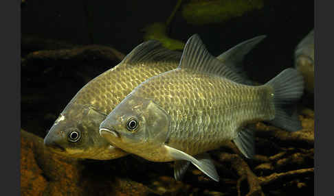 Giebel (Carassius gibelio)