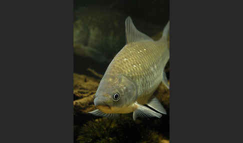 Giebel (Carassius gibelio)