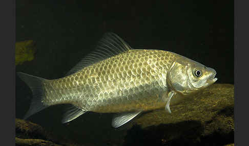 Giebel (Carassius gibelio)