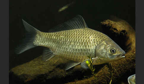 Giebel (Carassius gibelio)