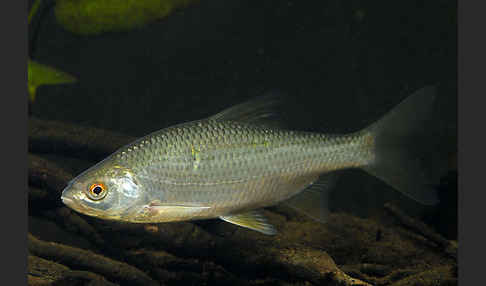 Plötze (Rutilus rutilus)