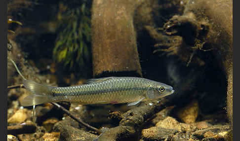 Blaubandbärbling (Pseudorasbora parva)