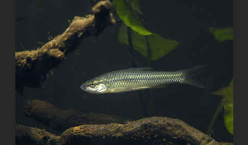 Blaubandbärbling (Pseudorasbora parva)