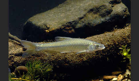 Blaubandbärbling (Pseudorasbora parva)