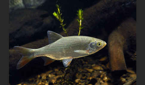 Rotfeder (Scardinius erythrophthalmus)