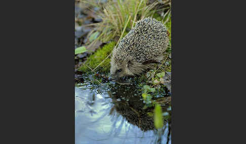 Igel (Erinaceus europaeus)