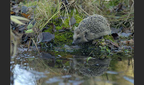 Igel (Erinaceus europaeus)