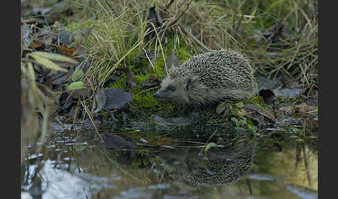 Igel (Erinaceus europaeus)