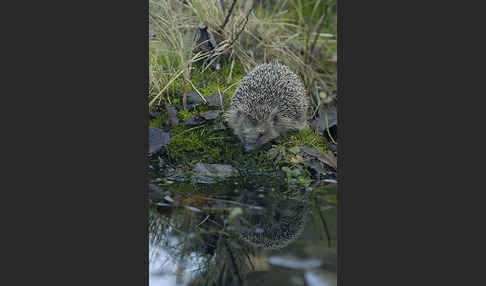 Igel (Erinaceus europaeus)