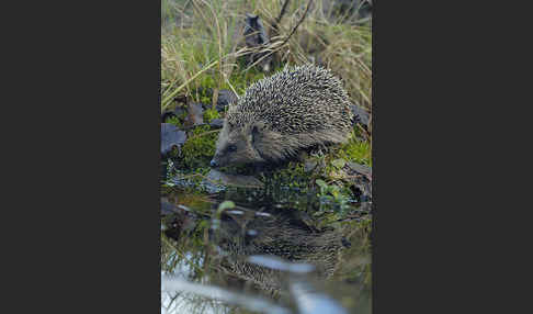 Igel (Erinaceus europaeus)