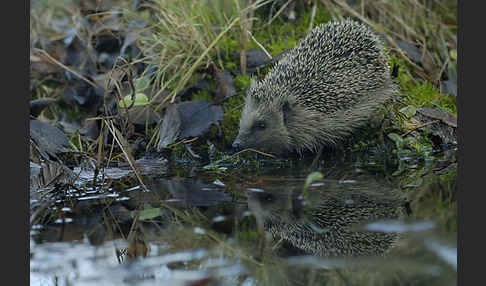 Igel (Erinaceus europaeus)