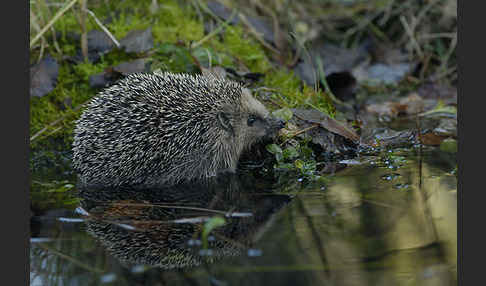 Igel (Erinaceus europaeus)