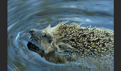 Igel (Erinaceus europaeus)