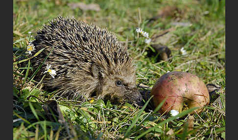 Igel (Erinaceus europaeus)