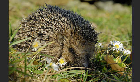 Igel (Erinaceus europaeus)