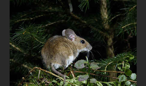 Gelbhalsmaus (Apodemus flavicollis)