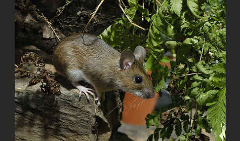 Gelbhalsmaus (Apodemus flavicollis)