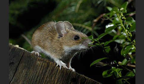 Gelbhalsmaus (Apodemus flavicollis)