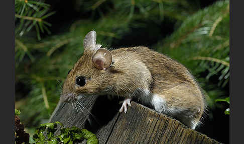 Gelbhalsmaus (Apodemus flavicollis)