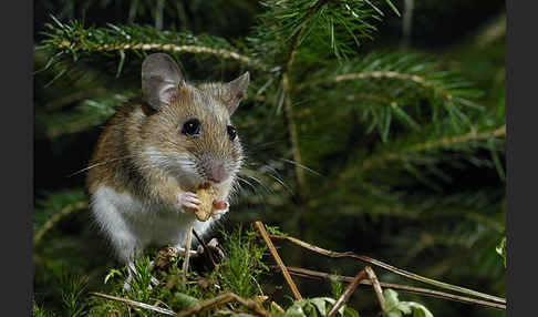 Gelbhalsmaus (Apodemus flavicollis)