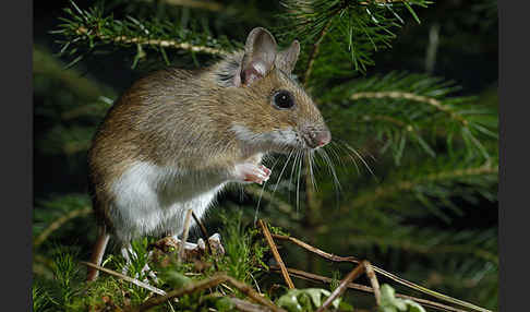 Gelbhalsmaus (Apodemus flavicollis)