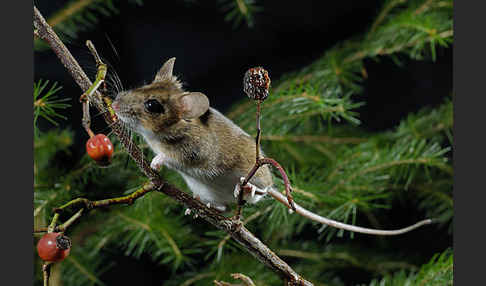 Gelbhalsmaus (Apodemus flavicollis)