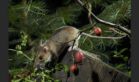 Gelbhalsmaus (Apodemus flavicollis)