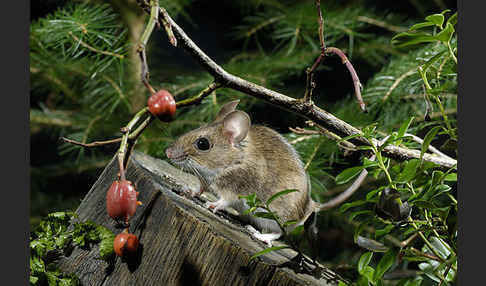 Gelbhalsmaus (Apodemus flavicollis)