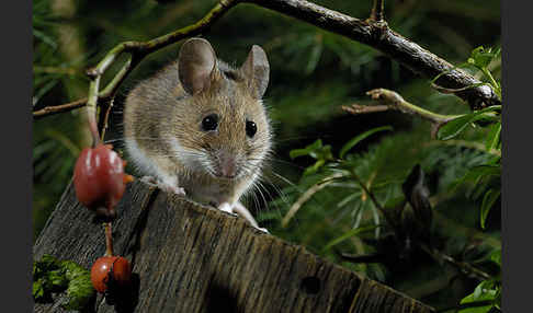 Gelbhalsmaus (Apodemus flavicollis)