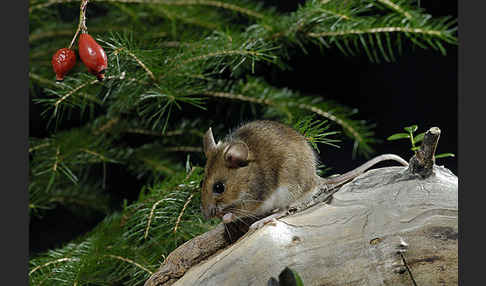 Gelbhalsmaus (Apodemus flavicollis)