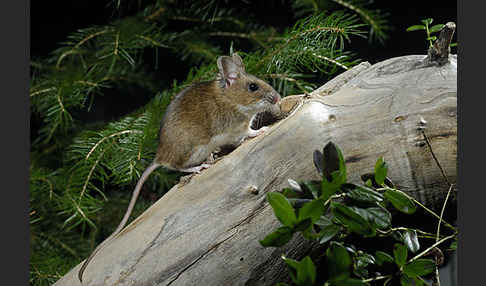 Gelbhalsmaus (Apodemus flavicollis)