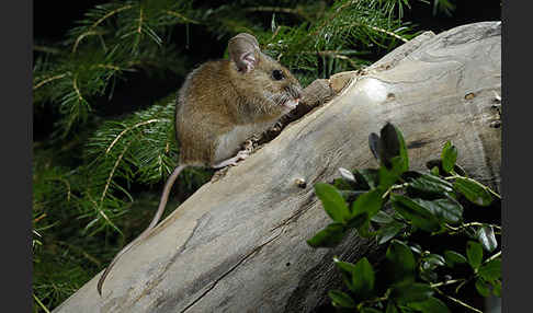 Gelbhalsmaus (Apodemus flavicollis)