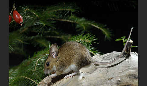 Gelbhalsmaus (Apodemus flavicollis)