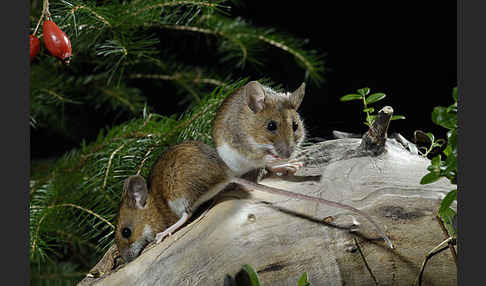 Gelbhalsmaus (Apodemus flavicollis)