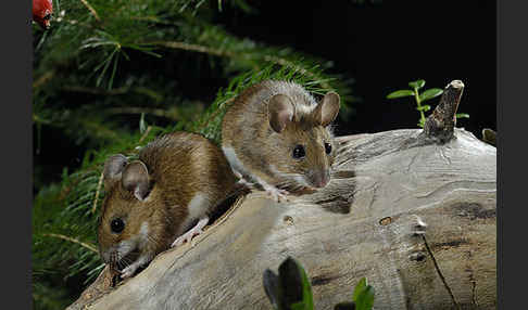 Gelbhalsmaus (Apodemus flavicollis)