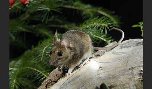 Gelbhalsmaus (Apodemus flavicollis)