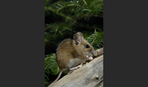 Gelbhalsmaus (Apodemus flavicollis)