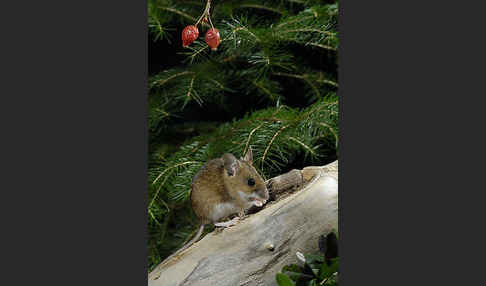 Gelbhalsmaus (Apodemus flavicollis)